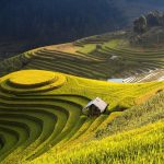 Mai Chau rice harvest season : Best time to see golden rice fields